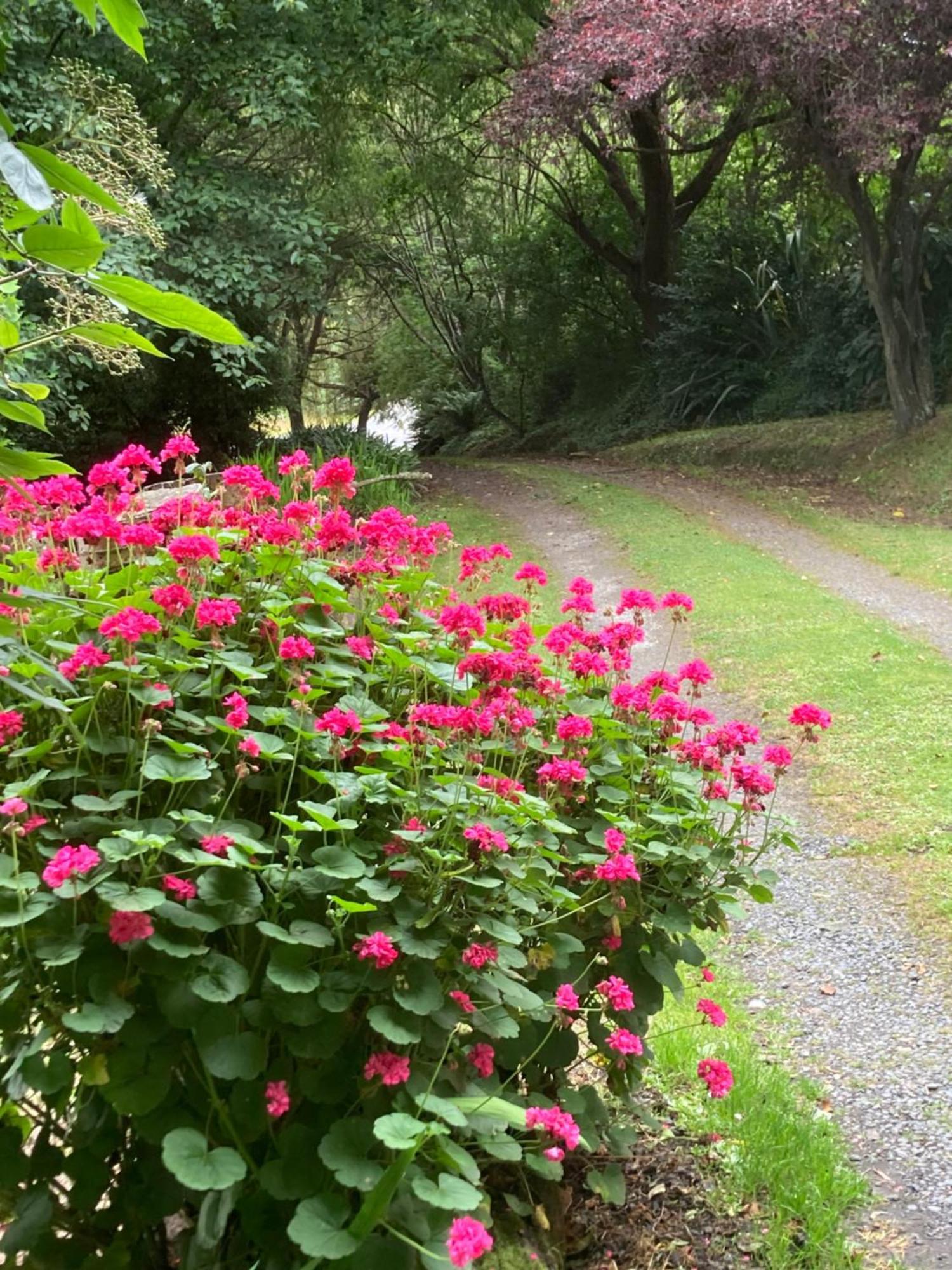 Arden Country House Bnb - Entire House To Yourself -Peace In The Country Dunedin Eksteriør billede